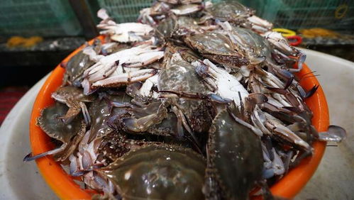 4批次镉超标海鲜曝光，全部来自网络平台 梭子蟹为何反复上黑榜，豆制品销售警示何在？